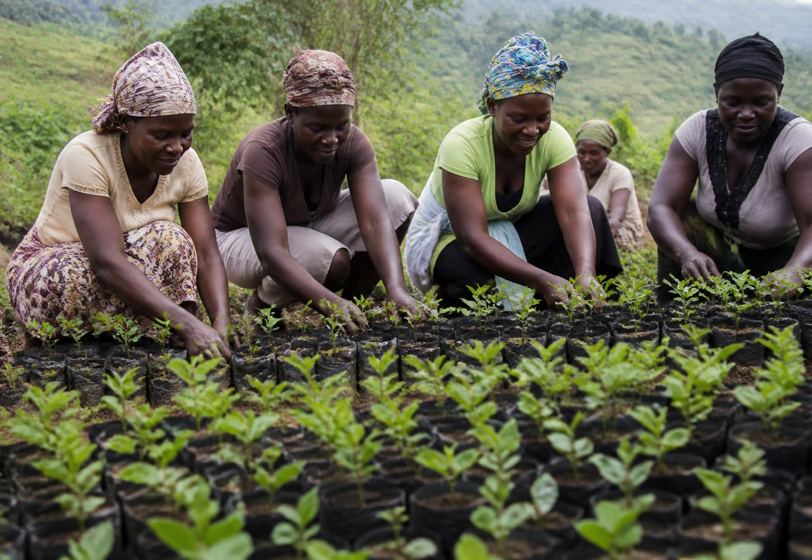 Women tending rows of tree seedlings in a community nursery on a green hillside