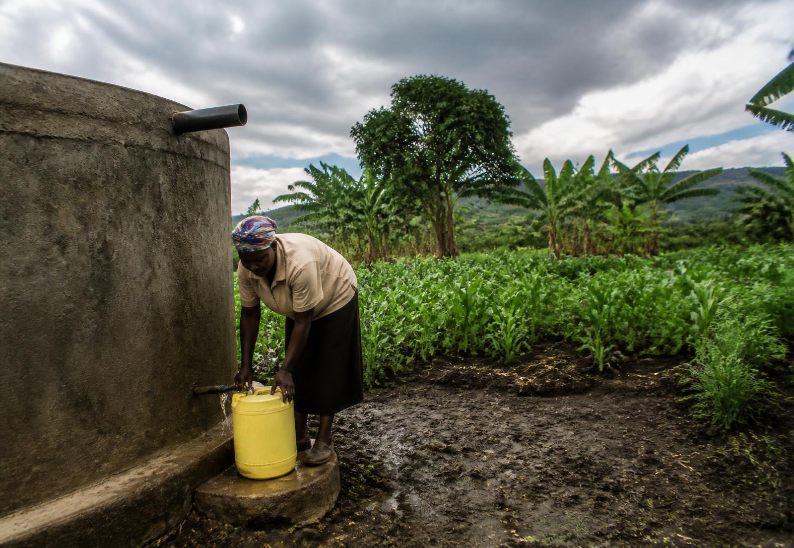 A woman filling a container from a rainwater harvesting tank beside a green farm